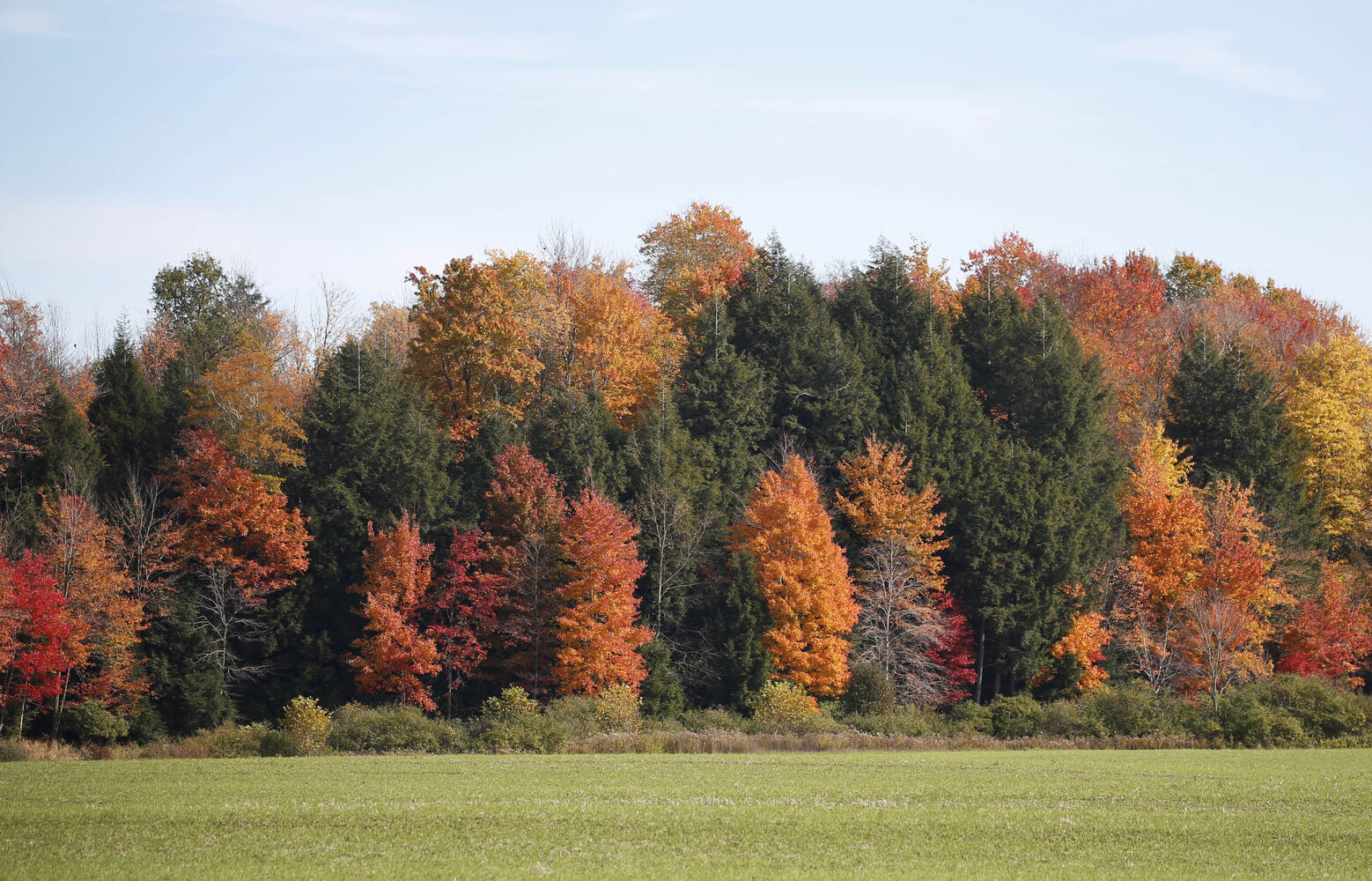 Forest hues